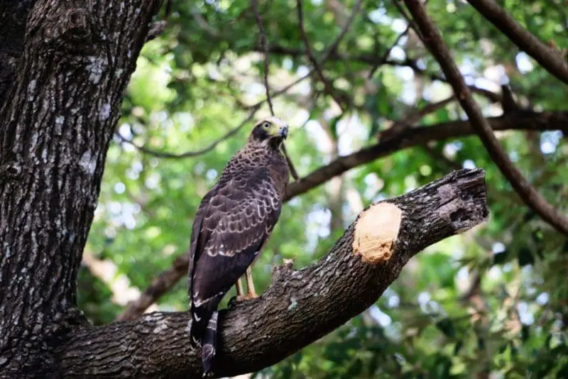 trinity-college-kandy-culinary-habarana-2018-wildlife