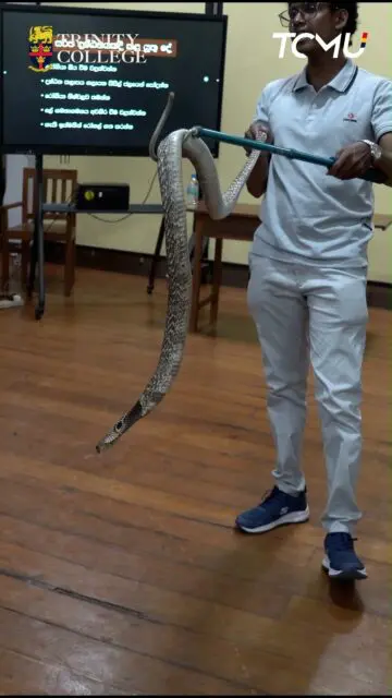 SLITHER & SENSE II 

Video by Matheesha Malwatta and Senushka Ellepola for Trinity College Media Unit