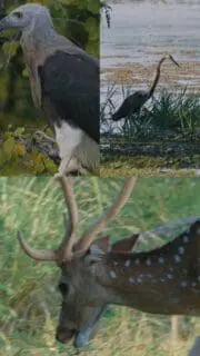 Deep in the wild, stories are waiting to be told. Whispers of the Jungle - Coming Soon

#WhispersoftheJungle #TrinityCollegelk