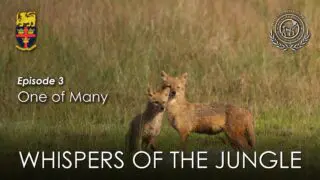 Whispers of the Jungle - Episode 3
Continue your journey into the heart of Sri Lanka’s untamed wilderness with the third episode of our flagship wildlife docuseries.
In "One of Many," we shift our lens to the vibrant, interconnected web of life that thrives under the forest canopy. Rather than focusing on a single giant, this episode celebrates the sheer diversity of the jungle—from the restless flocks of endemic birds and foraging troops of primates to the industrious insects turning the soil. Witness how every creature, no matter how small, plays an irreplaceable role in maintaining the delicate balance of the ecosystem, proving that each is truly one of many.
Brought to you by the Wildlife Society of Trinity College Kandy, this series uncovers the hidden stories of the wild like never before.