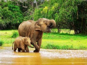 Elephant and baby drinking water