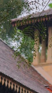 Rain adds its own charm 🌧️🍃

#TrinityCollegeLK #RainyDay #RainVibes

Video by Amila Shaluka