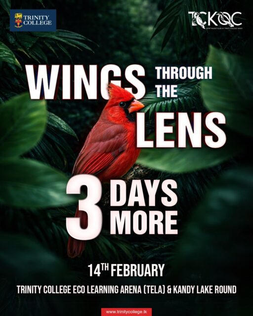 Just 3 days more to capture nature’s finest moments through your lens! 

Join us on 14th February at the Trinity College Eco Learning Arena (TELA) & Kandy Lake Round for an inspiring journey into the world of birdlife and photography.

Get ready to frame the wild, freeze the flight, and celebrate the beauty of nature.

#WingsThroughTheLens #TrinityCollegeLK #TCK #EcoLearningArena #TELA #KandyLake #BirdPhotography #NaturePhotography #YoungNaturalists #PhotographyEvent #Ornithology #TrinityCollegeKandy