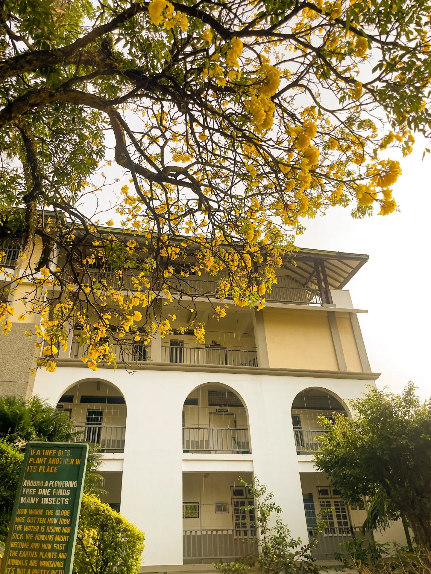 The Yellow Trumpet tree (Tabebuia Seratifolia) in full bloom - at our Middle School premises. 🍃

#trinitycollegelk #nature #kandy #srilanka 

Pic by Shenal Wijeratne